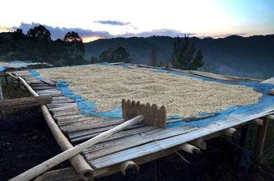 Drying coffee beans in Maejantai village, Chiang Rai province, Thailand.