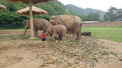 Mahout and elephants at the Elephant Nature Park in Thailand