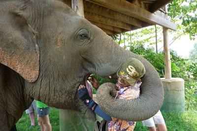 A mahout feeding an elephant at the Elephant Nature Park, near Chiang Mai, Thailand.