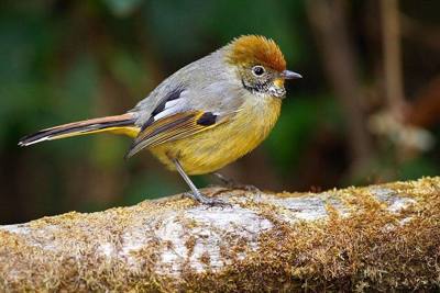 Chestnut-tailed Minla ( Minla strigula ), Doi Inthanon National Park, Chiang Mai, Thailand