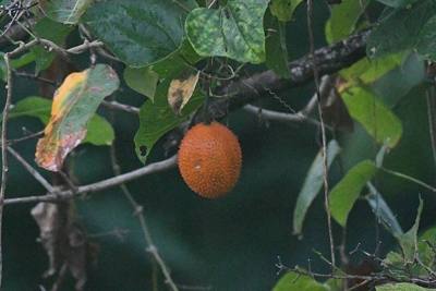 Gac ( Momordica cochinchinensis ) in Thailand