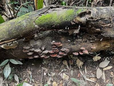 Mushrooms on a log in Lam Nam Kok National Park, Chiang Rai, Thailand