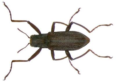 Familie: Elmidae Größe: 3,4 mm Fundort: Thailand, Chiang Dao leg. M.Snizek, 1995; det. B.S.Boukal, 1995 Foto: U.Schmidt, 2008