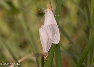 Pantana delineata in Thailand
