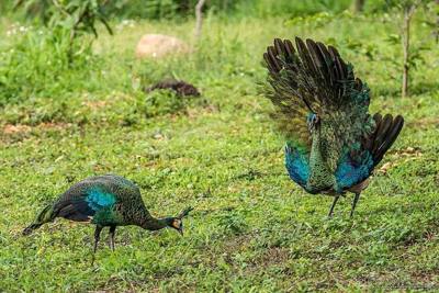 Indo-Chinese Green Peafowl ( Pavo muticus imperator ) in Thailand