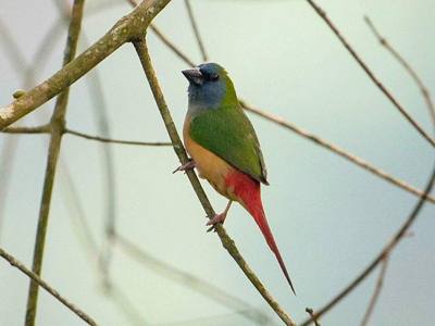 Pin-tailed Parrotfinch ( Erythrura prasina ) at Chiang Doa, Chiang Mai, Thailand.