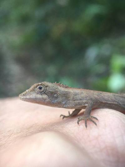 Burmese False Bloodsucker ( Pseudocalotes microlepis )