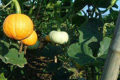 Pumpkins