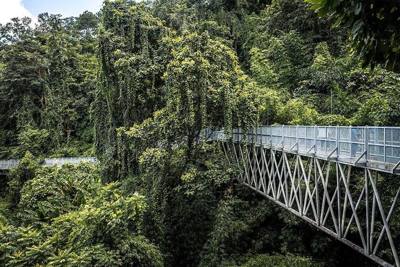 The canopy walk trail at Queen Sirikit Botanic Garden, Chiang Mai province.