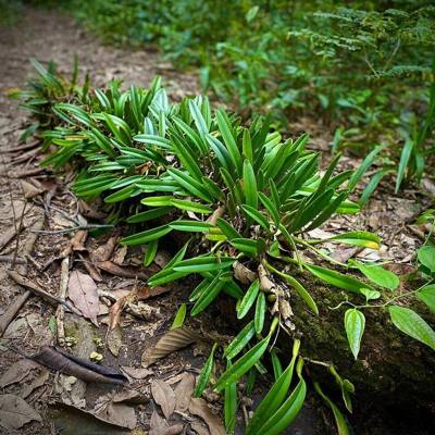 Quiet Persistence. An epiphytic plant growing on a fallen log along the trail to Khun Chang Kian Village, Doi Suthep, Chiang Mai, illustrating the continuous…
