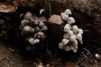 Dark and light, old and new—contrasting mushrooms thrive side by side, revealing the balance hidden within the forest floor.