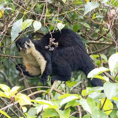 Black Giant Squirrel ( Ratufa bicolor ) in Thailand