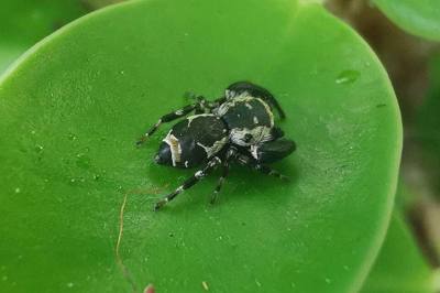 Beige Beetle Jumper ( Rhene flavigera ) in Thailand