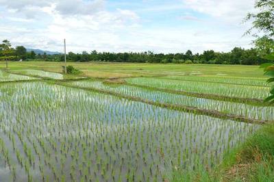 Rice Fields near Doi Inthanon National Park. I'm not really sure about the coordinates but they're at least near the real location.