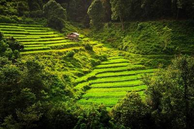 Rice terrace at Ban Mae Klang Luang, Doi Inthanon National Park, Chaing mai, Thailand