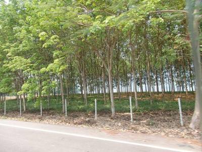 Rim Khong, Chiang Khong District, Chiang Rai, Thailand