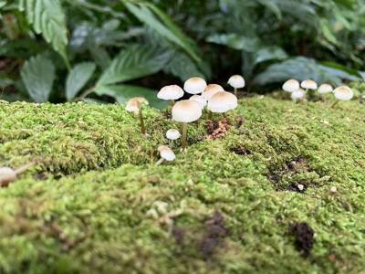 Decomposers in the wood