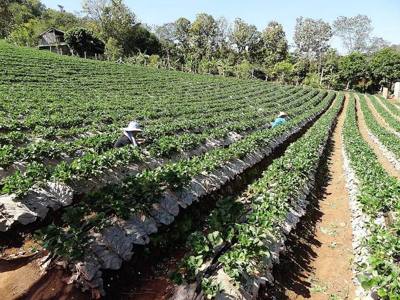 Strawberry Fields for ever