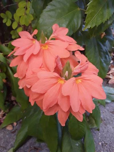 Sangkrani flower is The bright orange flowers are beautiful in nature, covering the land everywhere and everywhere in the world. This flower can last a long…