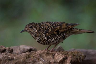 Scaly Thrush ( Zoothera dauma ) at Thai/Myanmar Border. Doi Ang Khang National Park, Chiang Mai Thailand