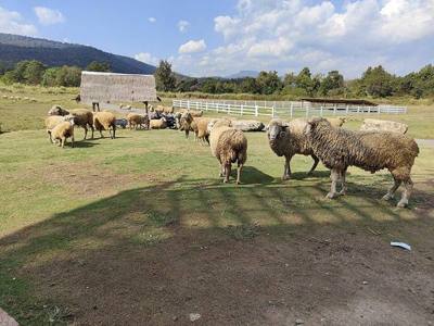 Schapen bij Schapenboerderij Huai Tueng Thao