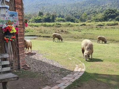 Schapen bij de molen van Schapenboerderij Huai Tueng Thao