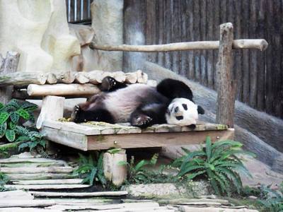 Einer der drei Pandas des Zoos Chiang Mai in Thailand.
