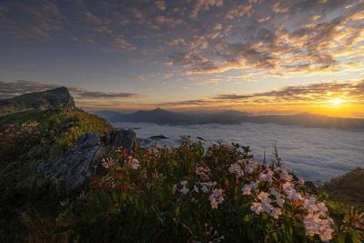 A stunning morning sea of fog and sunrise over the Doi Pha Mon range, showcasing the iconic cliffs of Phu Chi Fa National Park, Thoeng District, Rai…