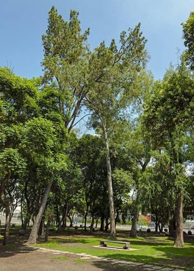 A shaded grove near the medical school buildings at Ciudad Universitaria , Mexico City