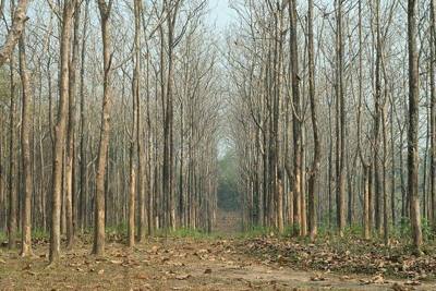 Nature of Si Kham, Mae Chan District
