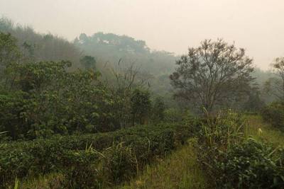 Tea plantation in Si Kham, Mae Chan District