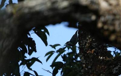 Giant Nuthatch Sitta magna , Doi Pha Hom Pok National Park, Thailand