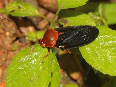 Suracarta basinotata. Species of insect.
