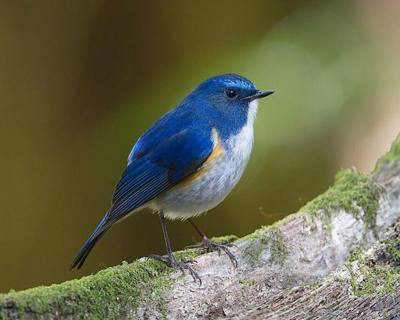 Himalayan Bluetail ( Tarsiger rufilatus ), Doi Inthanon National Park, Ban Luang, Chiang Mai, Thailand