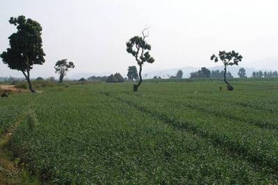 Fields in Thailand. Tha Ton, Mae Ai, Thailand.