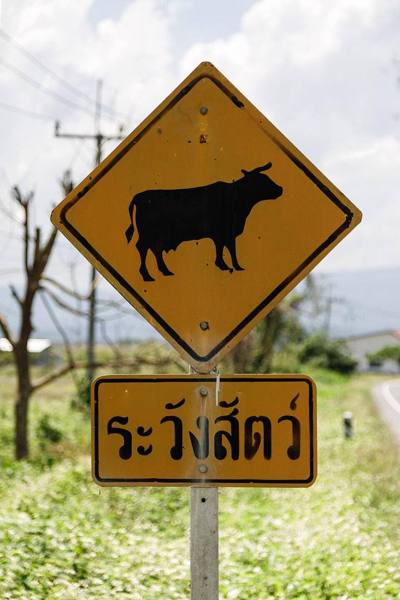 Traffic signs in Thailand: Warning sign "Cows crossing" (Photo taken in Chiang Rai)