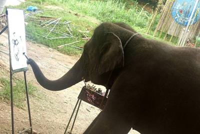 Thaïlande Maetang Elephant Park l'éléphante Numtong en train de peindre