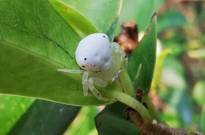 Thomisus bulani in Thailand