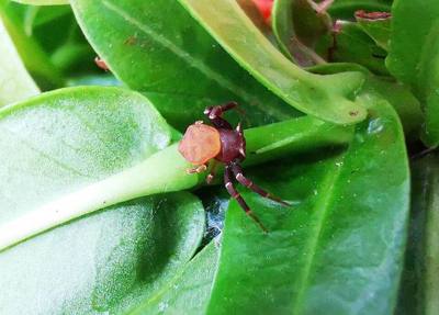 male Thomisus eminulus in Thailand