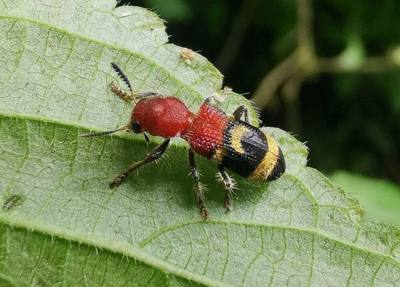 Tillicera sp. Species of insect.
