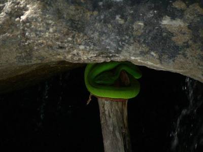 Pope’s Tree Viper ( Trimeresurus popeiorum )