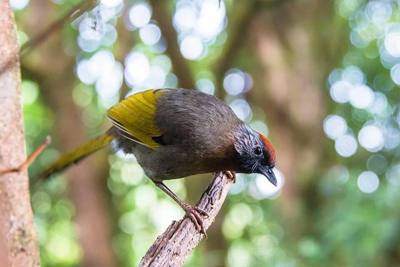 Silver-eared Laughingthrush Trochalopteron melanostigma , Doi Inthanon National Park, Thailand. Owner: Thai National Parks Link…