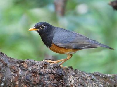 Black-breasted Thrush ( Turdus dissimilis ) male, Royal Agricultural Station, Ang Khang, Mon Pin, Chiang Mai, Thailand