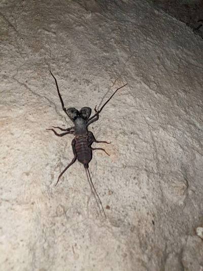 Typopeltis dalyi. Species of arachnid.