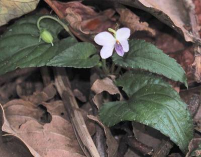 Viola sumatrana, Doi Pha Hom Pok_1930m, Fang District, Chiang Mai, Thailand, 2023-03-31 (iNaturalist).