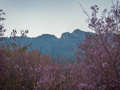 An evening landscape shot displaying dense branches of pink Wild Himalayan Cherry blossoms (Prunus cerasoides) occupying the foreground and sides of the…