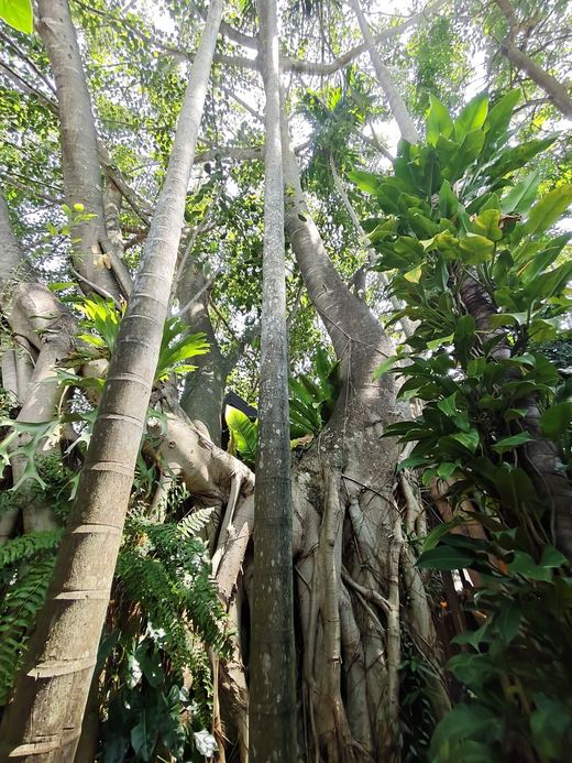 Banyan trunks and big-leaf plants in Café de Oasis's garden
