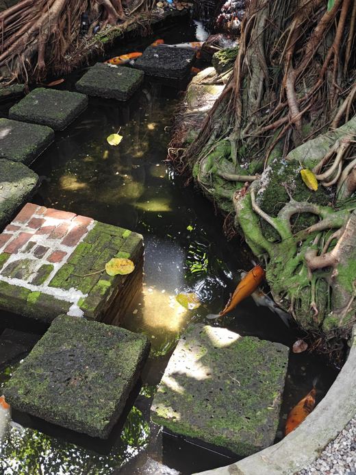 Café de Oasis: stepping stones across a koi pond under banyan roots