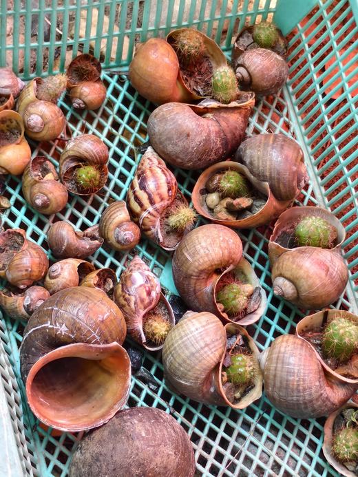 Apple snails in a green basket