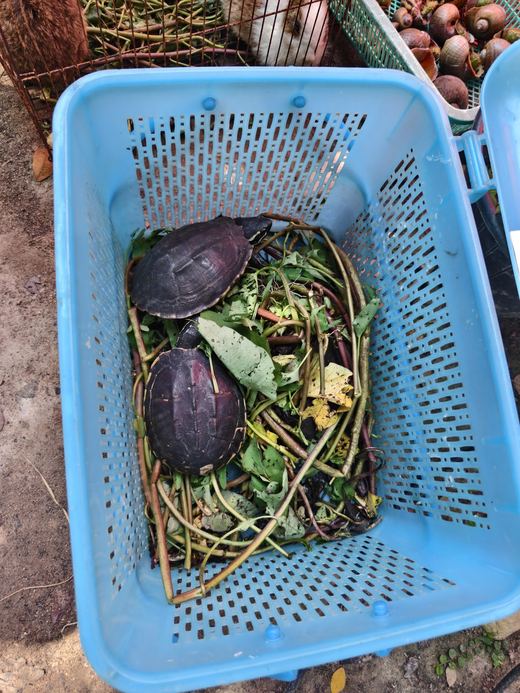 Two turtles in a blue basket of leaves, for release